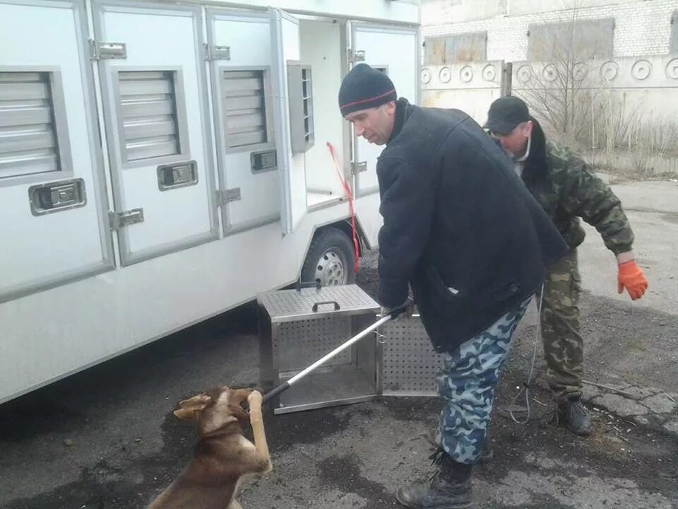 Отлов собак московская область. Отлов бродячих животных. Служба отлова бездомных собак. Служба по отлову животных.