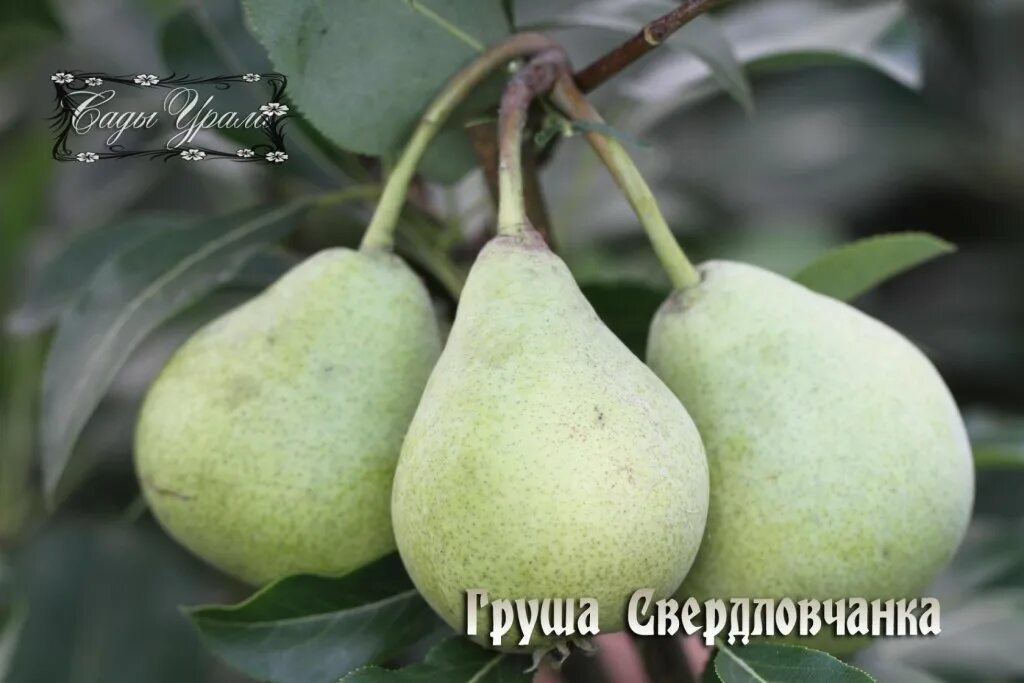 сады урала артёмовский питомник каталог 2021. сады урала артёмовский питомник. сарафановский питомник растений. клубника сорт эви 2. сарафановский питомник артемовский.