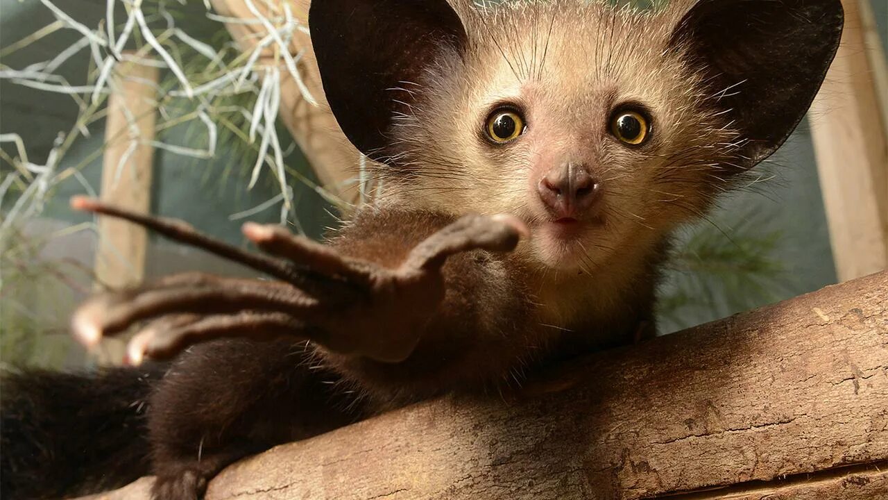 Ай-ай животное. Приветствие ай ай. Руконожка ай-ай. Айе айе животное. Мадагаскарская руконожка.