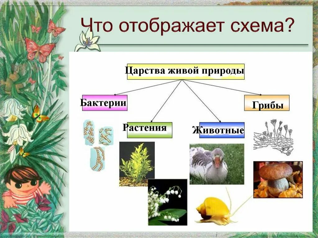 Группы царства животных. Схема царства живой природы 5 класс. царства живой природы 6 класс биология. царство растений царство животных царство грибов. деление царств на группы.