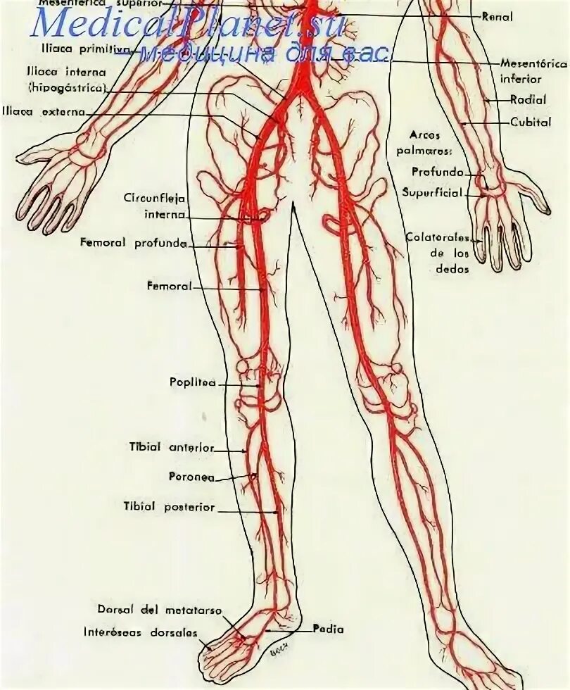 Артериальные сосуды нижних конечностей. Артерии нижних конечностей анатомия схема. Кровоснабжение нижней конечности схема. Сосуды нижних конечностей анатомия схема. Кровеносная система человека анатомия ноги.