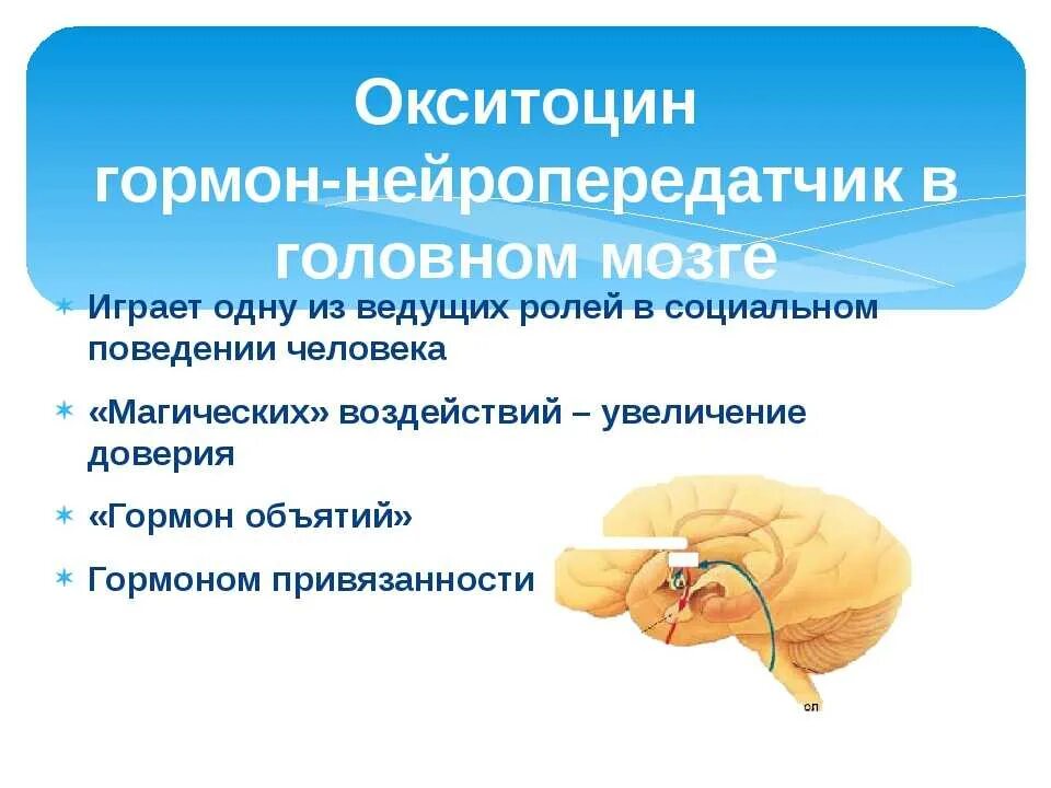 Выработка окситоцина. Окситоцин гормон. Окситоцин гормон любви и привязанности. Гормон доверия. Окситоцин гормон вырабатывается.