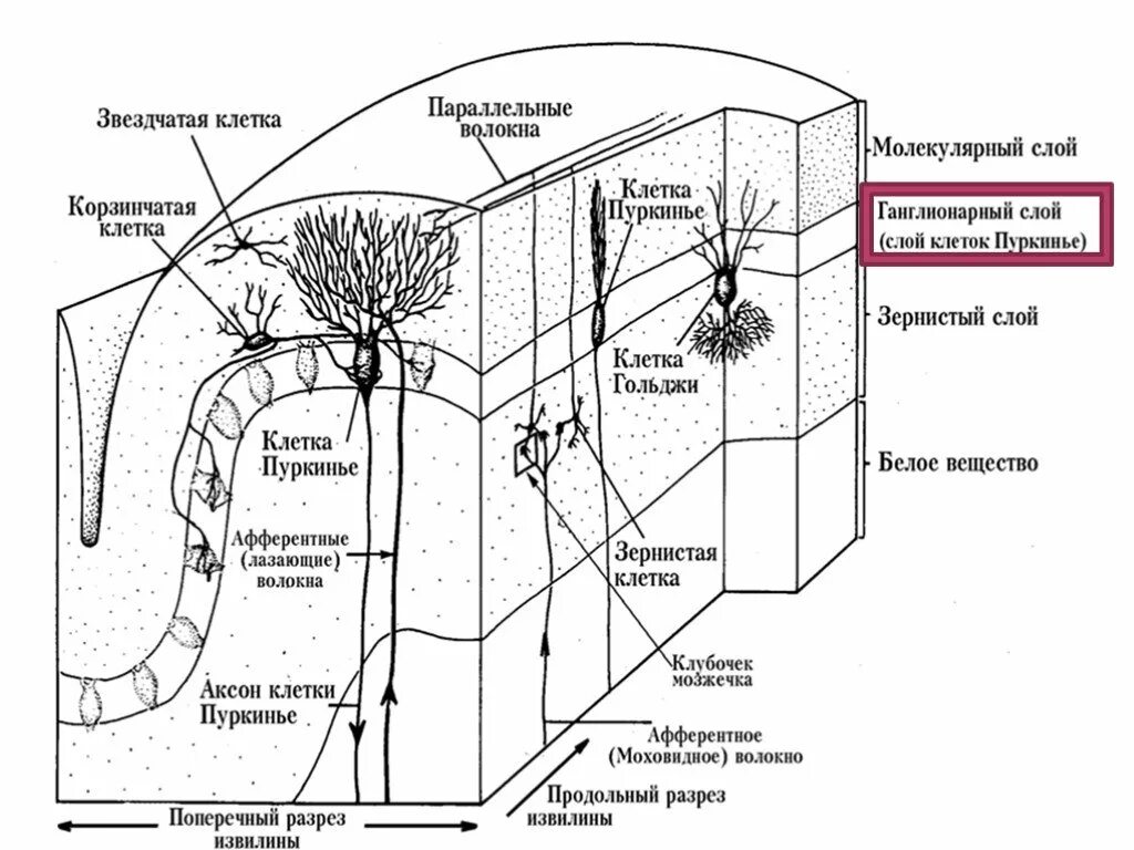 Мозжечок волокна. Клетки коры мозжечка гистология. Слой коры мозжечка гистология. Слои и клетки коры мозжечка гистология. Слои коры мозжечка препарат.