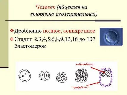Яйцеклетка человека изолецитальная