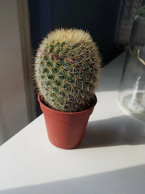 Семейство кактусовых распознать. Опунция суккулент. Толстый кактус название. Распознать кактус. Распознать кактус.