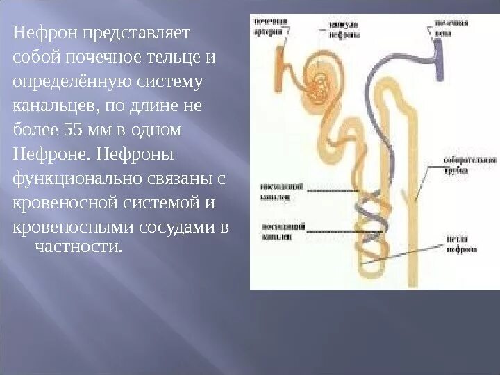 Мочевыделительная система человека строение нефрона. Нефрон анатомо функциональные характеристики. Вставочный отдел нефрона функция. Части нефрона почечное тельце. Установите соответствие между характеристикой и частью нефрона