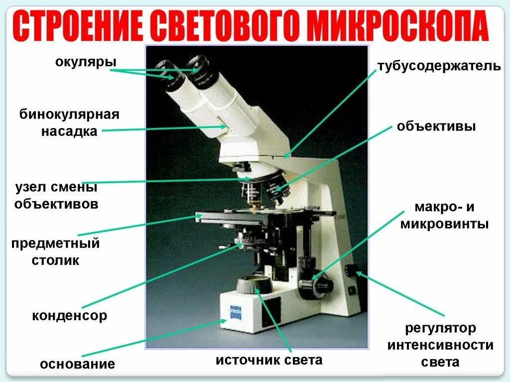 Микроскоп составные части. Строение светового микроскопа Микмед 5. Световой микроскоп строение конденсор. Строение микроскопа тубусодержатель. Строение бинокулярного микроскопа схема.