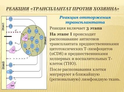 Трансплантат