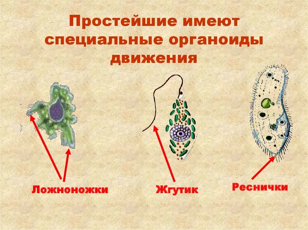 Органеллы передвижения. Органоиды движения псевдоподии. Органоиды движения клетки рисунок. Органоиды движения ложноножки. Органоиды движения протистов.