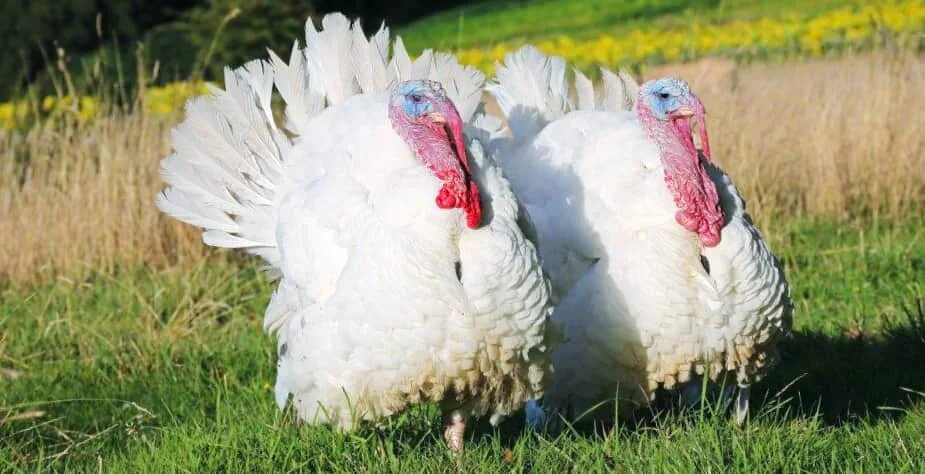Индюшата канадские биг-6. Индюк 6. Индюки биг 6. Индюшата бройлерные биг 6. Индюшата тяжелый кросс биг 6.