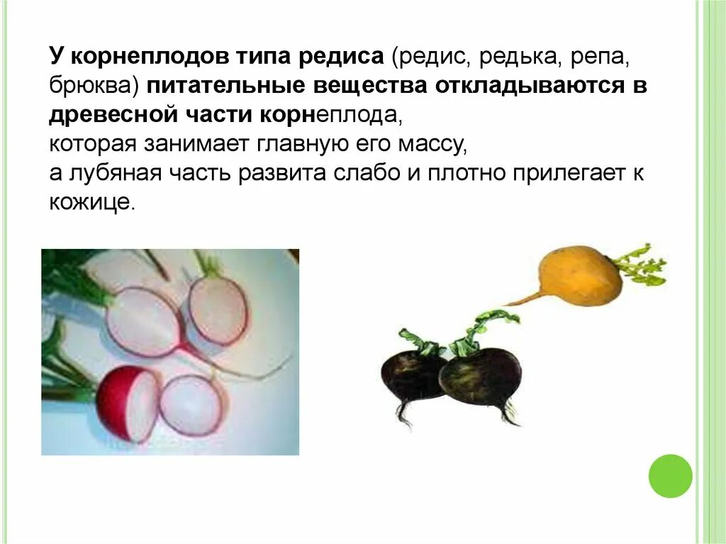 Запасные вещества. Включения клетки строение и функции. Запасные вещества откладываются где. Пита ельнеы вещества растения. Запасные вещества откладываются где.