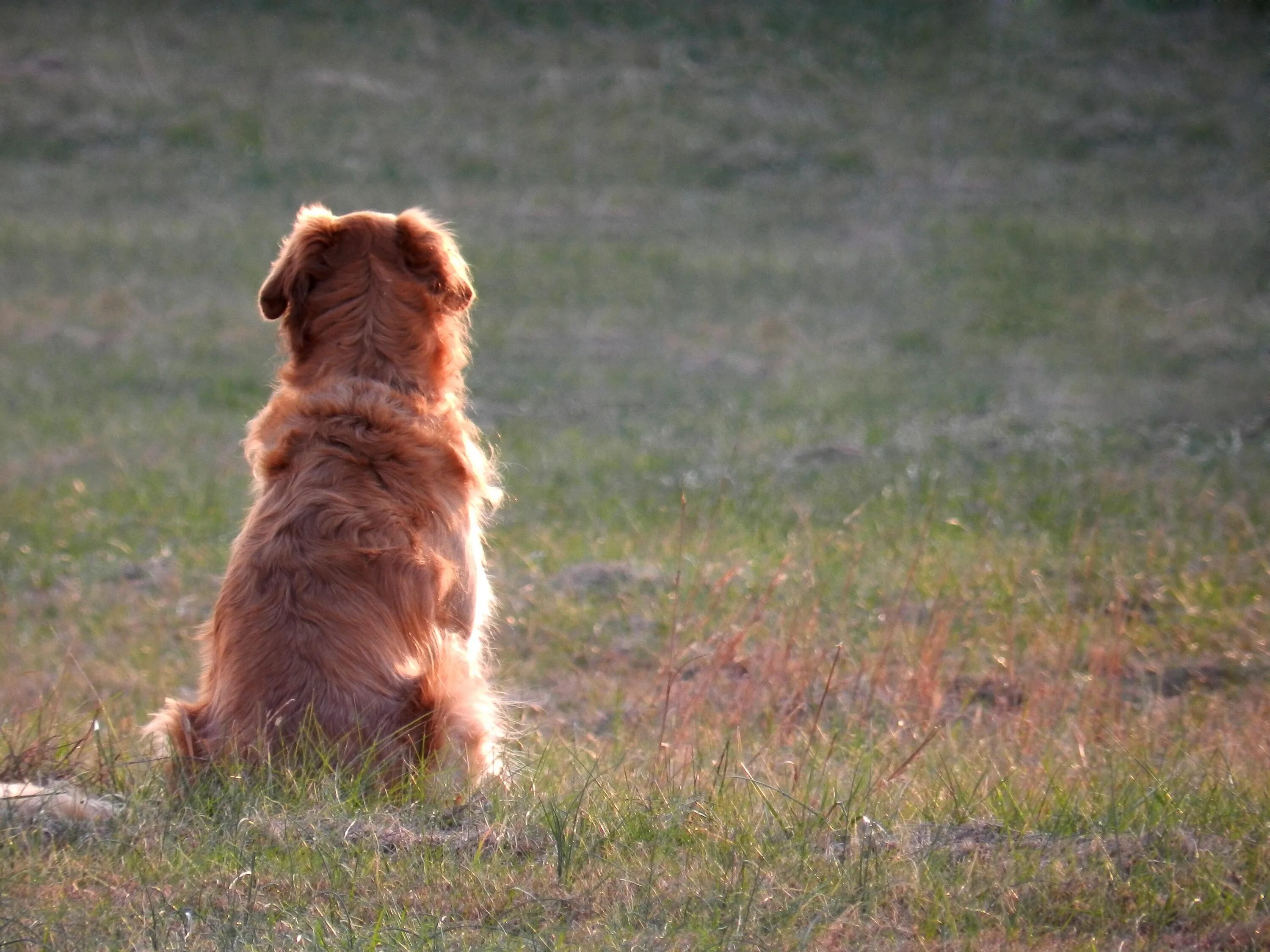 Life is dog. Dog from wish. dogs are loyal creatures they love affection and care.