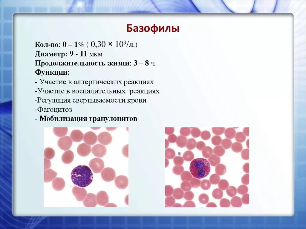 Базофилы в крови 1. Базофильный гранулоцит. Диаметр базофилов. Базофилы аллергическая реакция. Продолжительность жизни базофилов в крови.