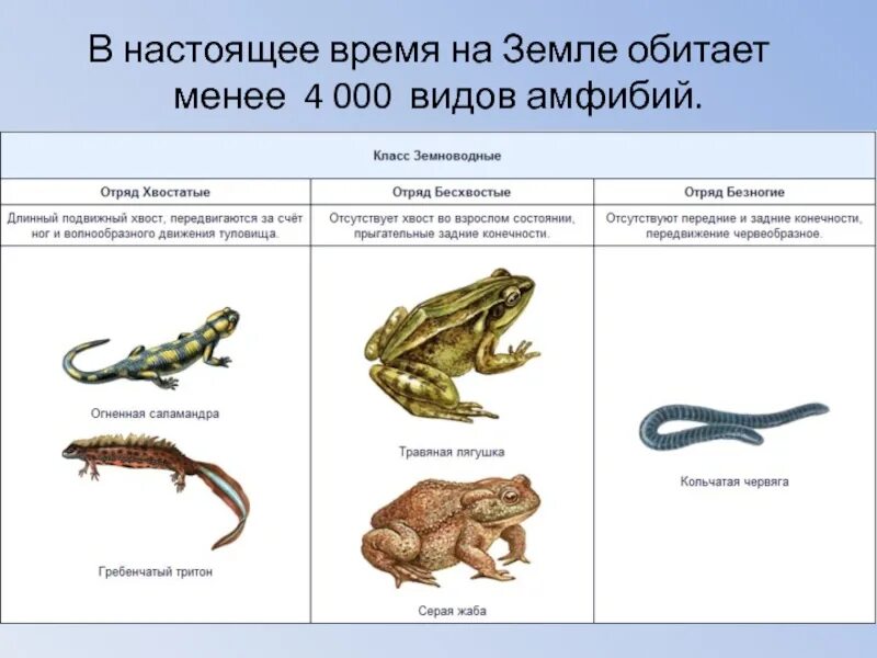 Таблица амфибии и рептилии. Таблица земноводные безногие хвостатые бесхвостые. Таблица общих признаков земноводных. Отряды земноводных 7 класс. Таблица бесхвостые хвостатые безногие биология 7 класс.