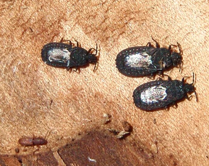 Бокс 3 электронные жучки. Робот hexbug crab. Электронные жучки игрушка. Нано жучки. Электронные жучки 1995.