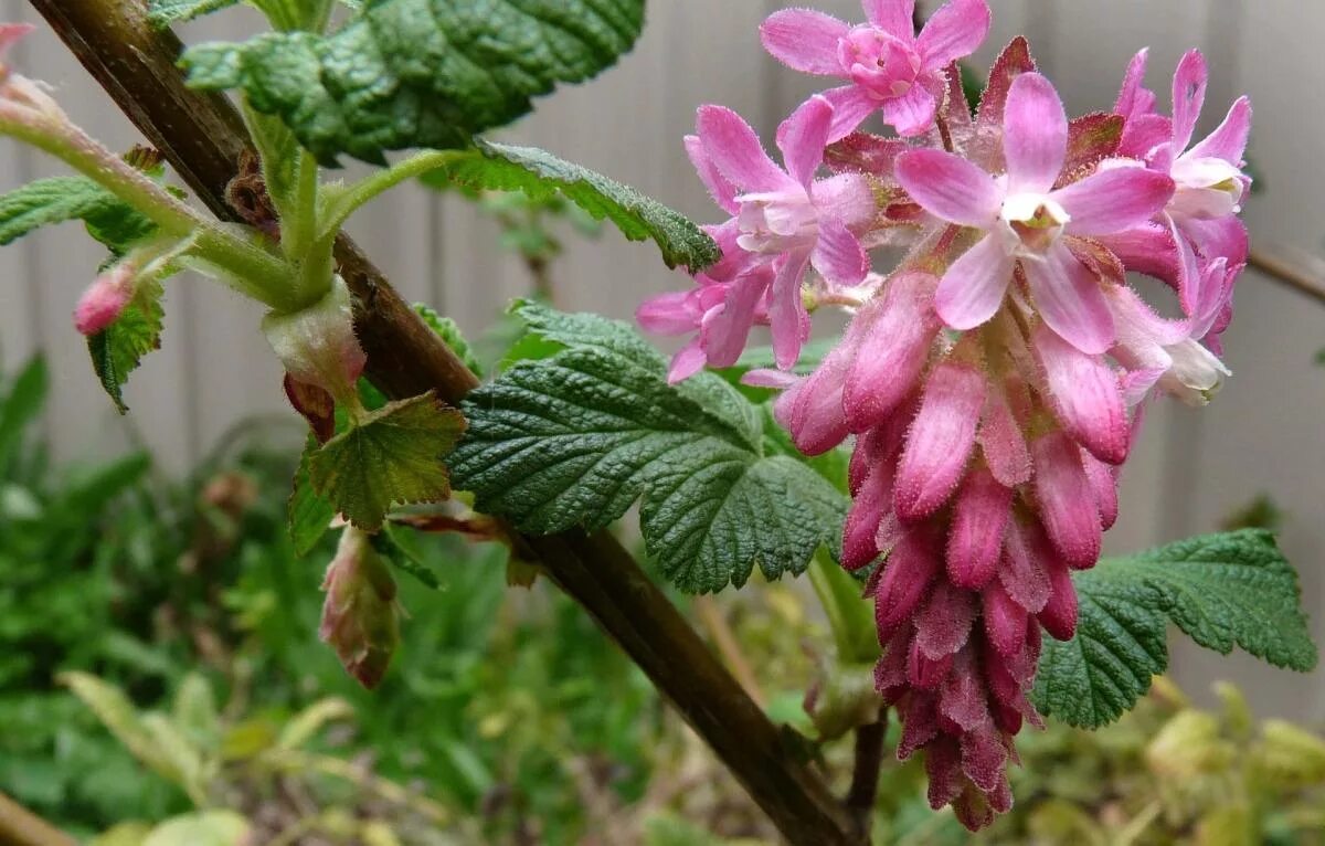 Как цветет смородина фото. Смородина Strybing Pink. Ribes (смородина) Цветущая. Цветок красной смородины. Цветение смородины.