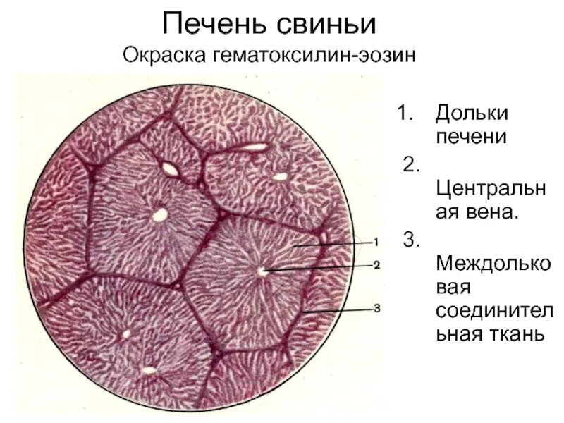 Анатомия и гистология животных. Печень свиньи гистология препарат. печень свиньи гематоксилин эозин. печеночная долька гематоксилин эозин. гистологическое строение печени свиньи.