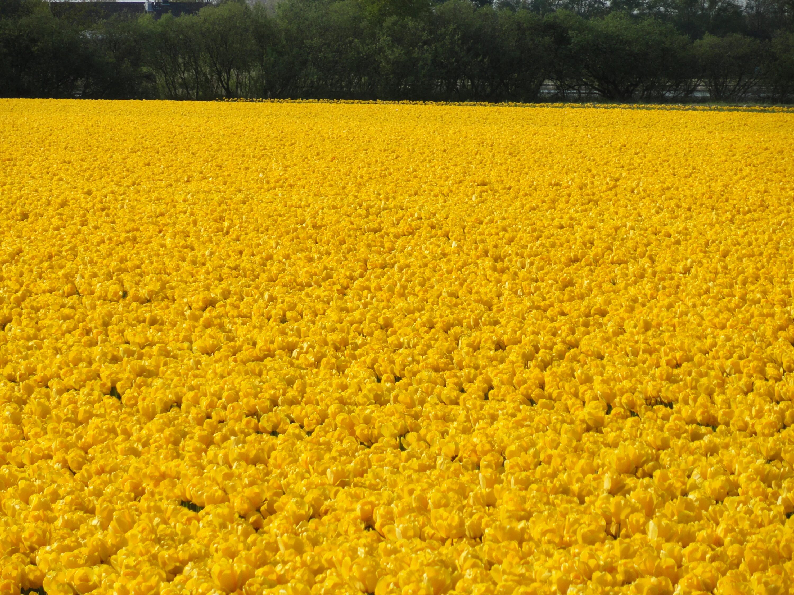 Желтое поле. Желтый цвет. Поле с желтыми цветами. Желтые цветы на полях. Виднелось желтое поле