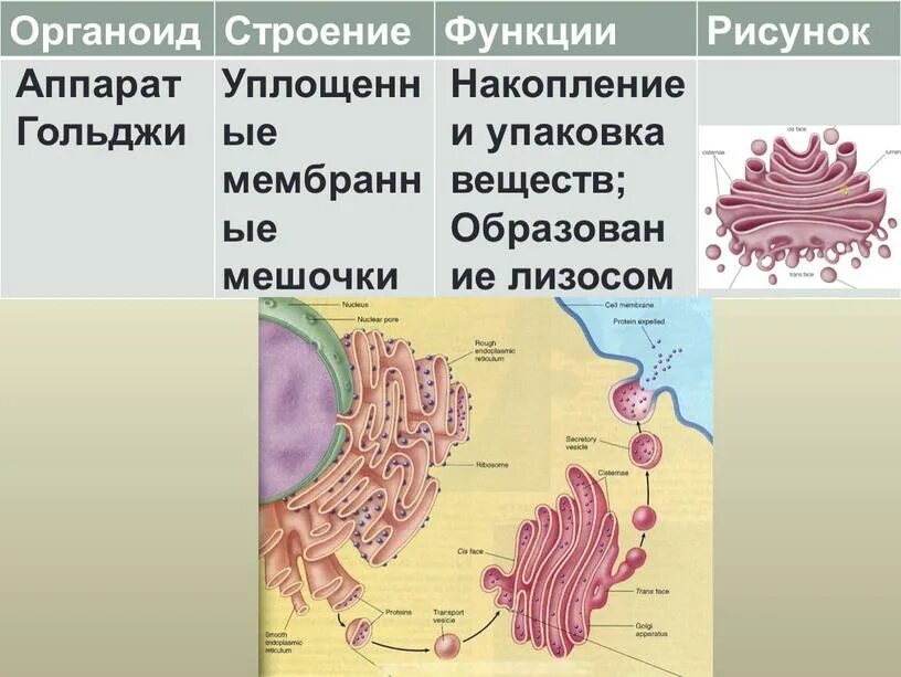 Формирование каких клеточных органоидов участвует аппарат гольджи. Аппарат Гольджи строение органоида. Комплекс Гольджи функции органоида. Органоиды клетки комплекс Гольджи строение и функции. Строение органоида комплекс Гольджи.