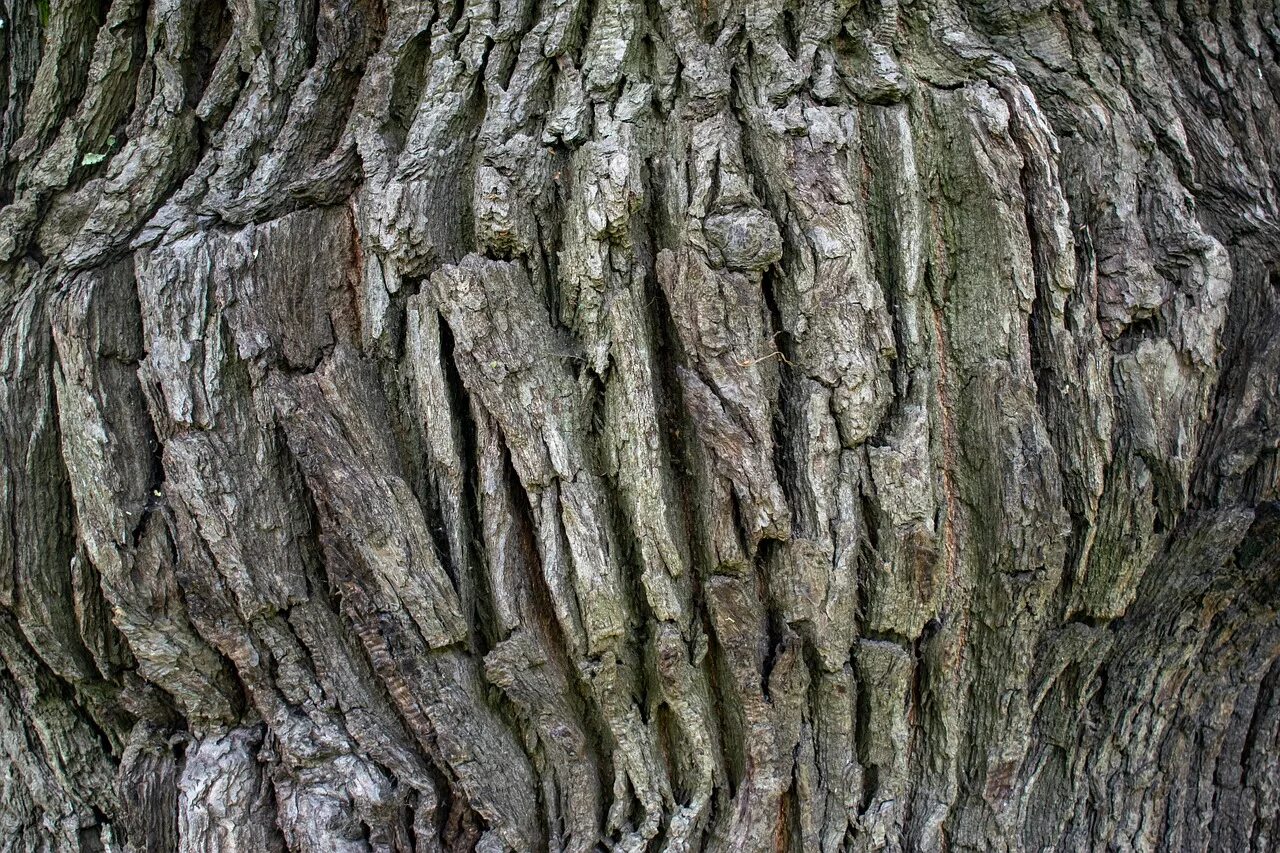 какую кору дуба