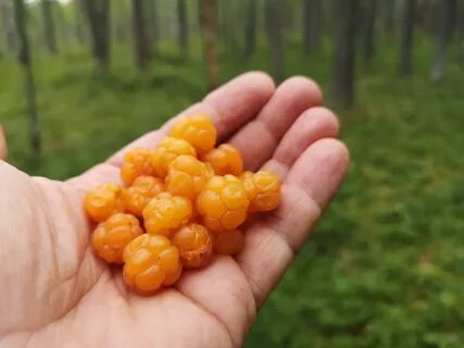 Морошка питер