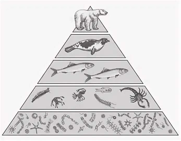 Экологическая пирамида рисунок. Трофический уровень экологической пирамиды. Трофические связи и экологические пирамиды. Экологическая пирамида для дошкольников. Экологическая пирамида лес для дошкольников.