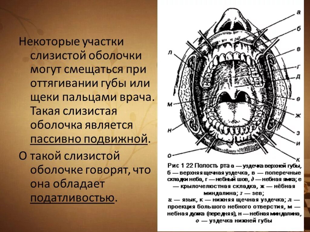 Зона податливости слизистой оболочки. Крылочелюстная складка. Крыло-челюстная складка. Крыло челюстной складкий. Крыло челюстная скдадка.