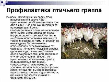 Можно ли от курицы заразиться