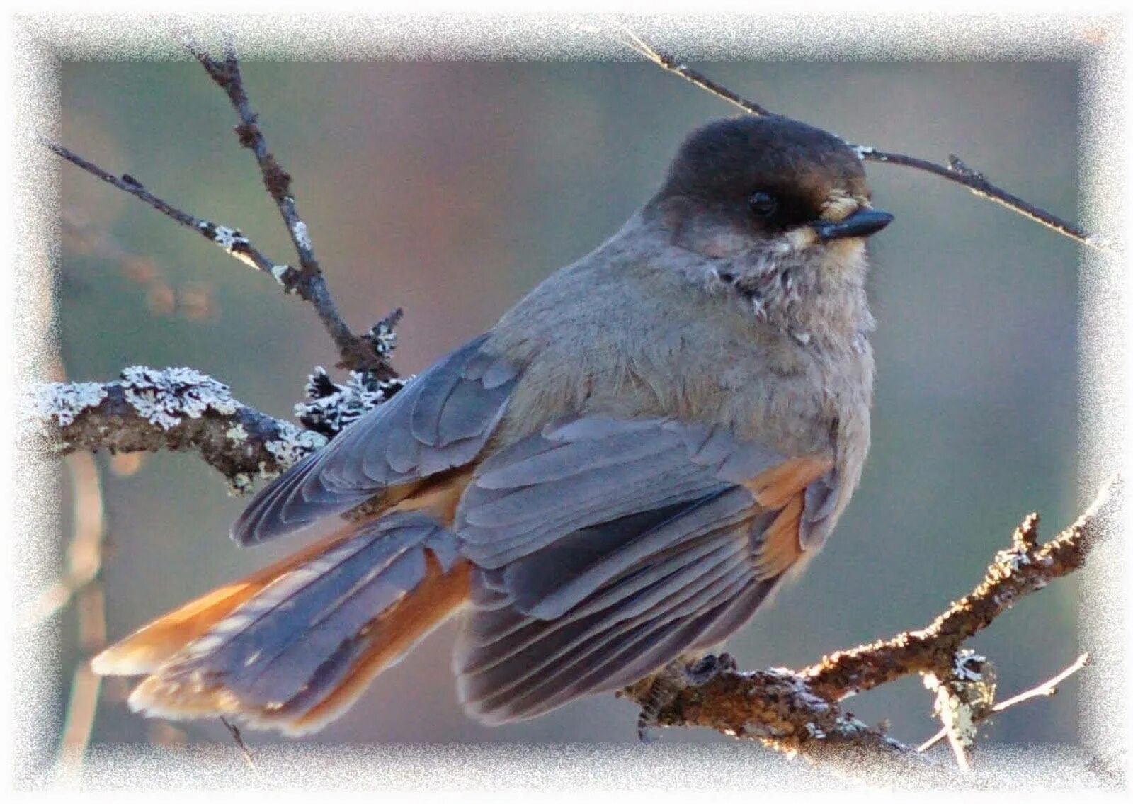 Черноголовая кукша. Птичка кукша. Черноголовая кукша. Кукша клюв. Кукша perisoreus infaustus.