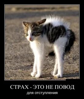 А кто же не боится