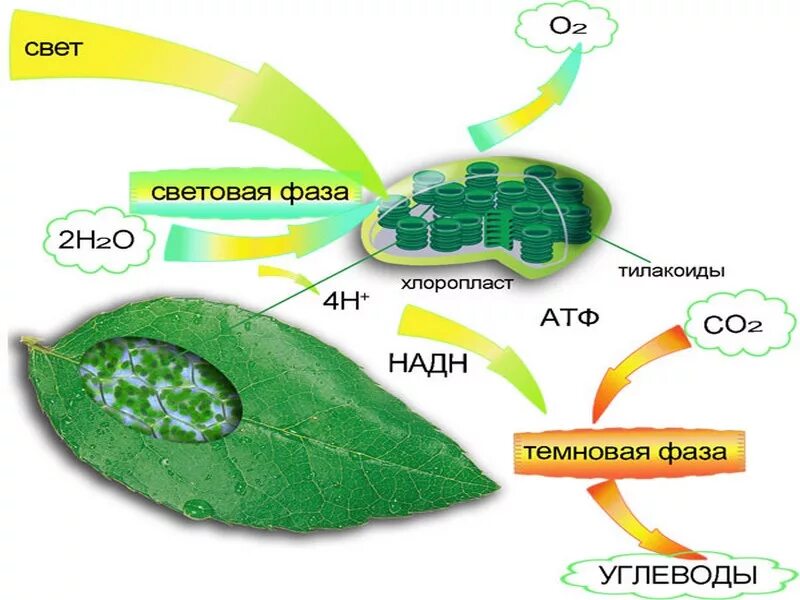 Рисунок фотосинтеза. Схема фотосинтеза у растений. Схема фотосинтеза в хлоропласте. Схема процесса фотосинтеза. Фотосинтез схема световая.