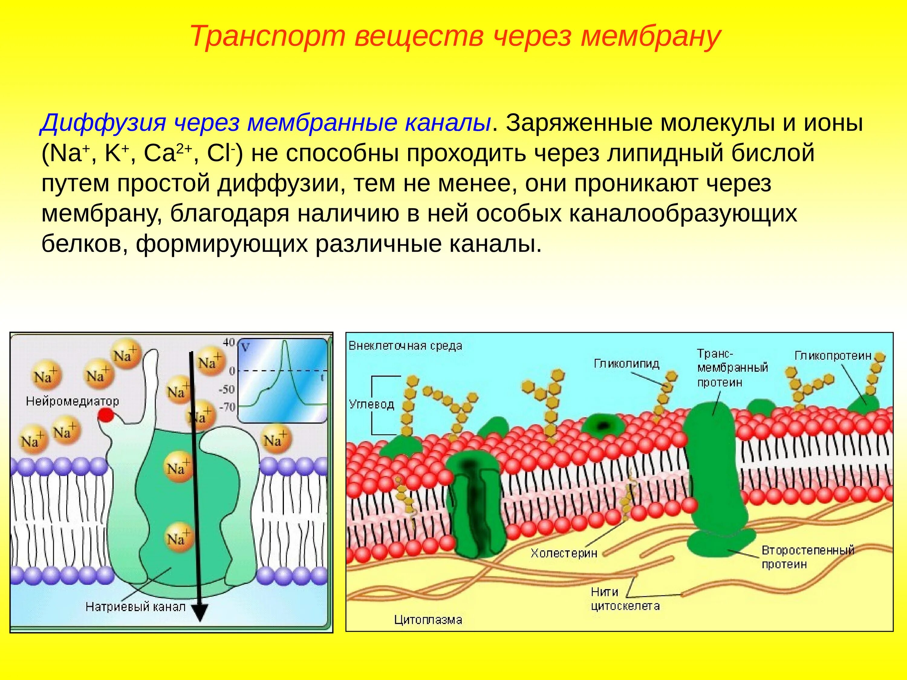 Клеточная мембрана транспорт веществ. Клеточная стенка бислой. Транспорт мембраны клетки. Транспорт через клеточную мембрану.