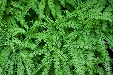 Lower plants