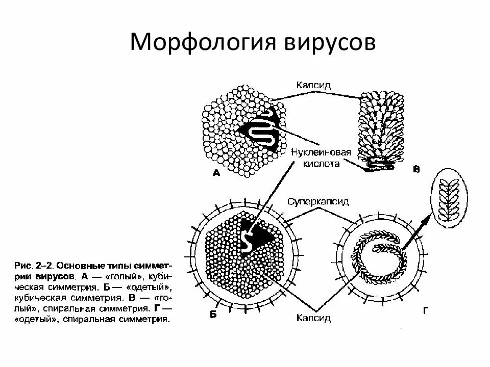 Морфология и строение вирусов. Морфология и физиология вирусов кратко. Морфология вирусов микробиология. Морфология и физиология вирусов микробиология. Характеристика строения вирусов