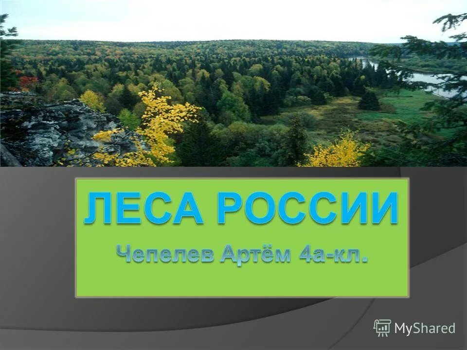 Леса половина территории россии. Самую большую территорию в зоне лесов занимает. Самую большую территорию занимают какие леса. Самую большую территорию России занимают какие леса. Лесная зона Крыма.