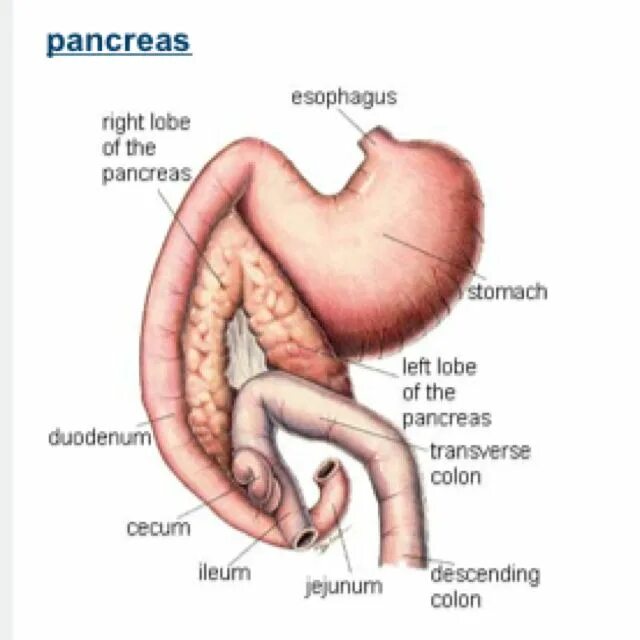 Поджелудочная железа собаки. Поджелудочная железа собаки анатомия строение. Поджелудочная железасобпки. Поджелудочная железа кошки анатомия. Поджелудочная железа свиньи