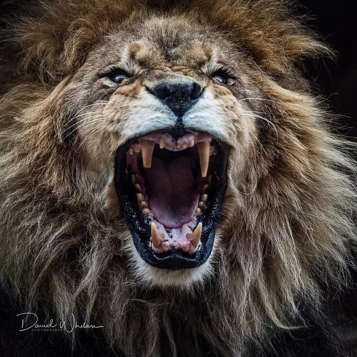 Фото льва с открытой пастью Roaring lion by Marton Szoke Kiss