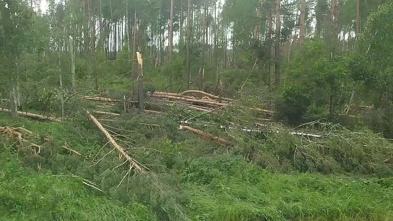 Сельцо жуковка. Ураган в лесу. Чернетово Брянская область. Спас-Деменск ураган.