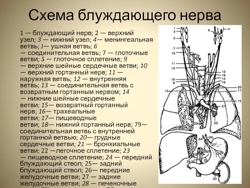 Центр блуждающего нерва
