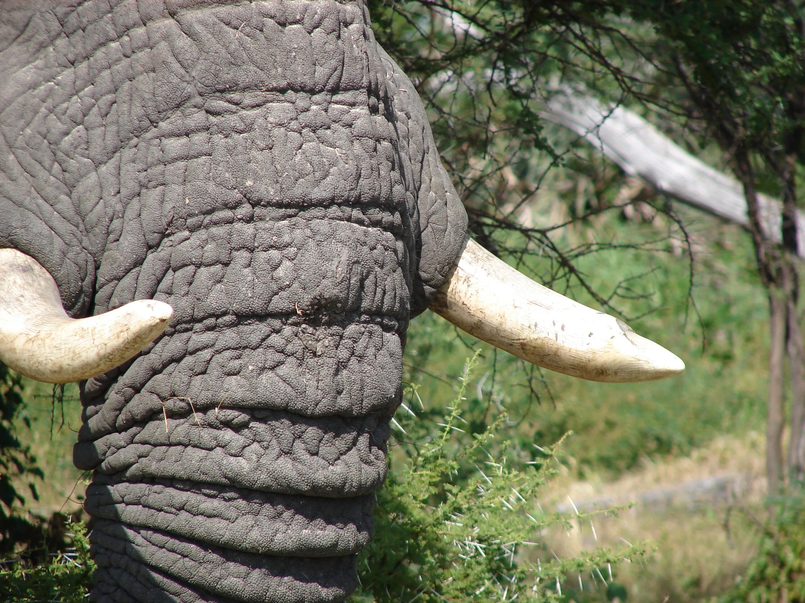 Elephant tusks. Бивни африканского слона. Бивни слона это клыки. Слоновый бивень. Слоны с бивнями.