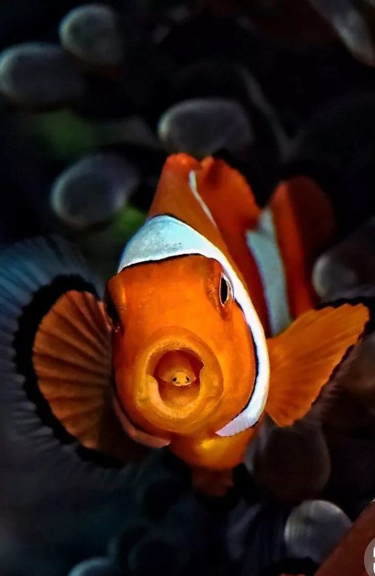 Друг рыбы клоуна. Мальки рыбы клоуна. Клоун премнас мавританский. Немо рыбка аквариумная. Рыбка-клоун.