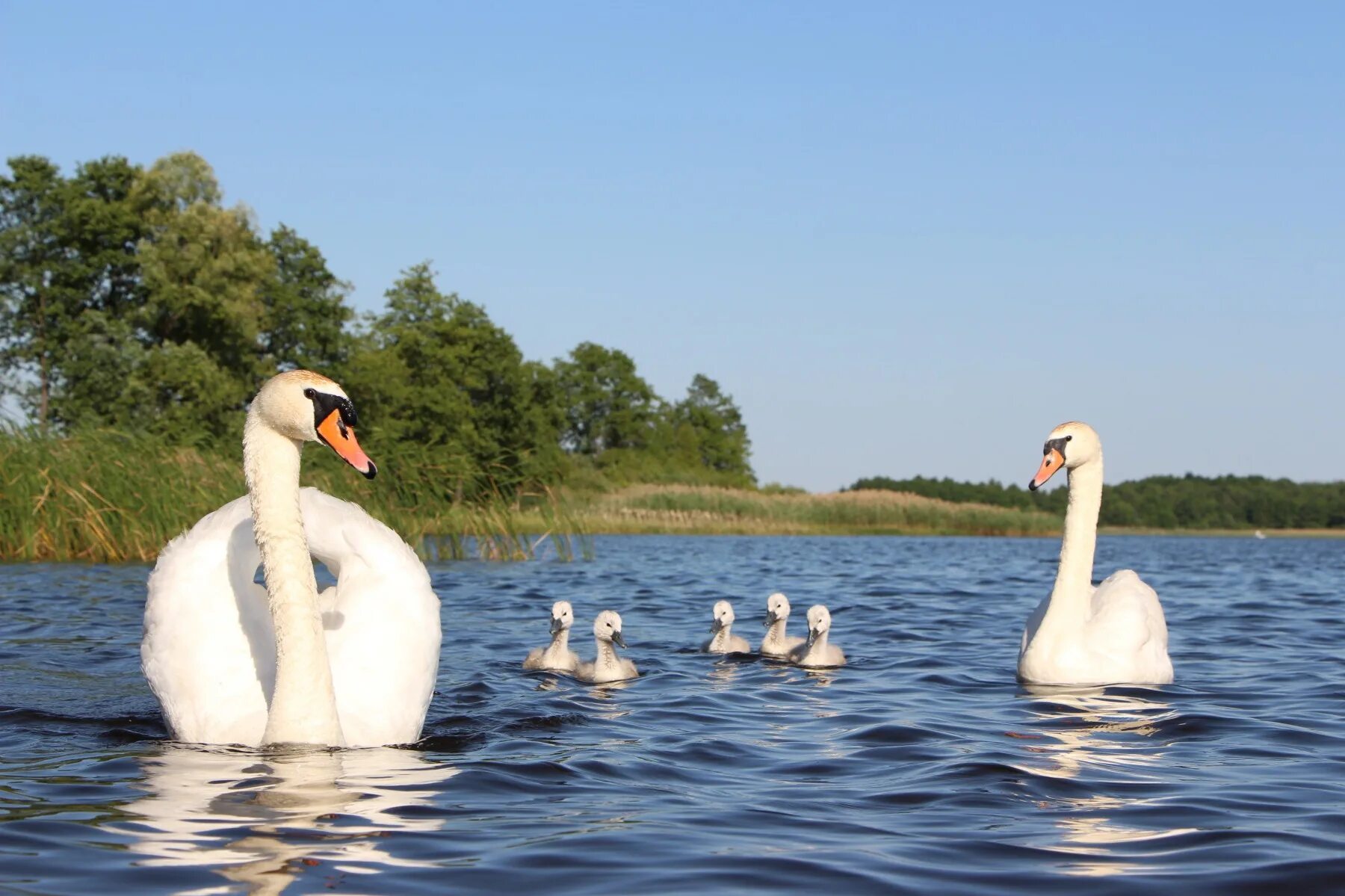 Озеро Нарочь лебеди. Лебеди на озере. Река лебедь. Природа озеро лебеди. Красивые озера лебеди