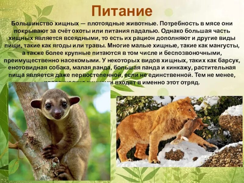 Красивые овощи. Вредная еда. Здоровая пища. Еда продукты. Мясо с овощами.