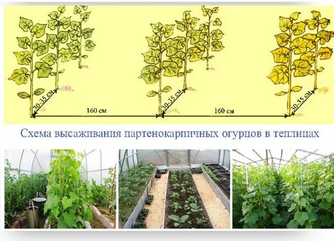 Посадка огурца в теплице расстояние. Схема высадки огурцов в теплице из поликарбоната. Схема высадки огурцов в теплице. Схема посадки огурцов в теплице. Интервал посадки огурцов в теплице из поликарбоната.