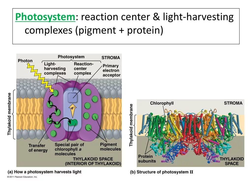 Белки пигменты. Основной протеиновый пигмент это. Photosystem. Light-harvesting Complex. Photosynthesis Pigments.