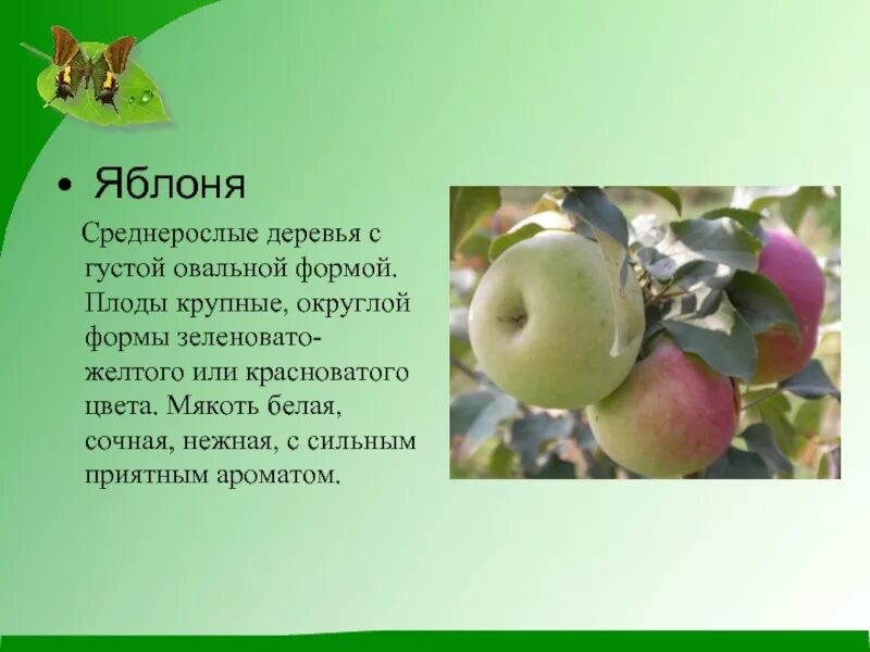 Информация о яблоне. Сообщение о яблоне. Описание яблока. Доклад про яблоню. Текст про яблоко