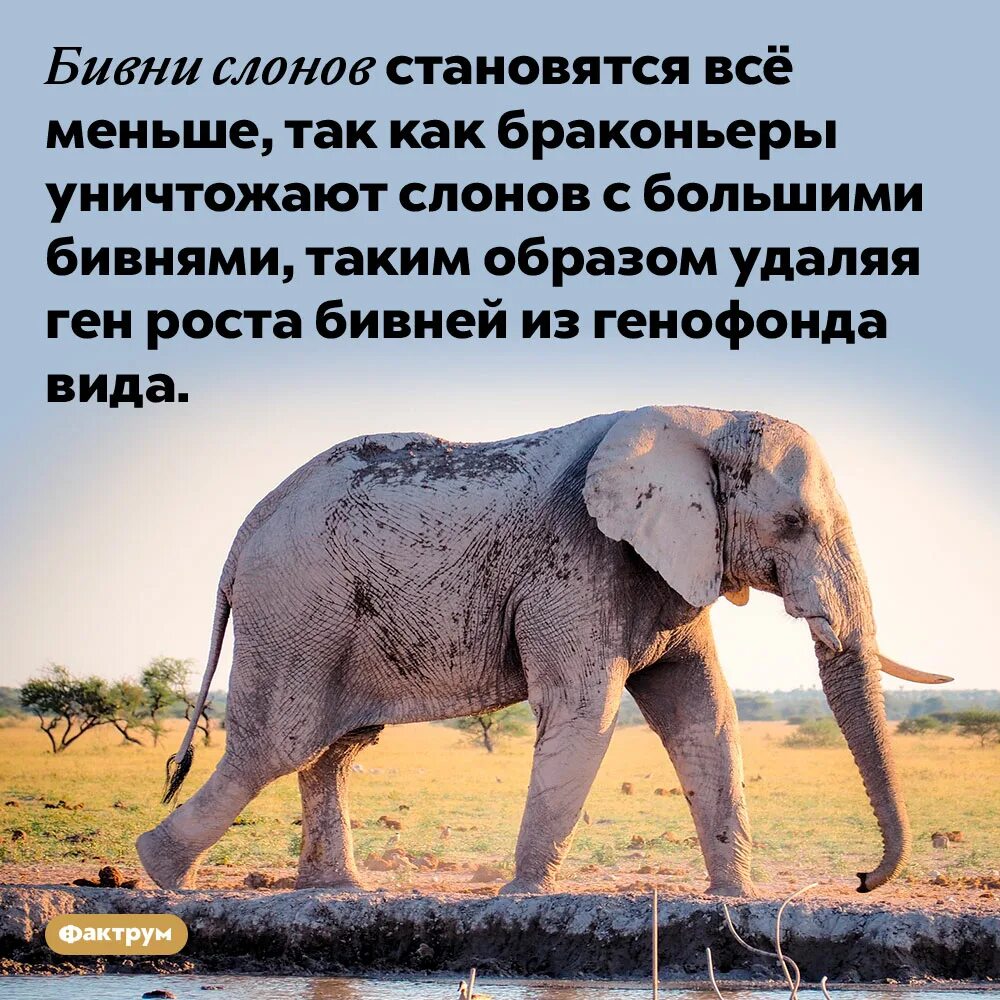 Почему надеждин слон. Бивни слона. бивни слонов. слоны с бивнями. интересные факты о слониках.