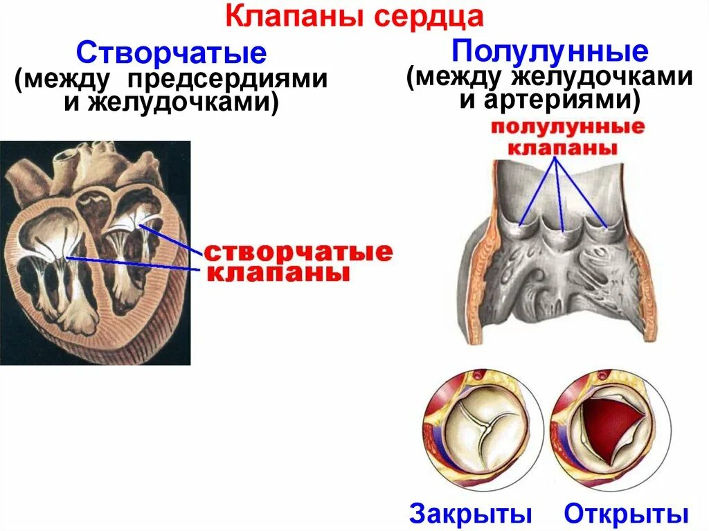 Между правыми предсердием и желудочком находится клапан. Створчатые клапаны сердца. Створчатые и полулунные клапаны. Полулунный клапан клапаны сердца. Клапаны сердца створчатые и полулунные.