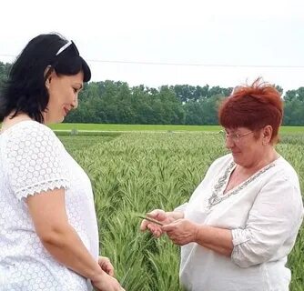 Кубань гулькевичский