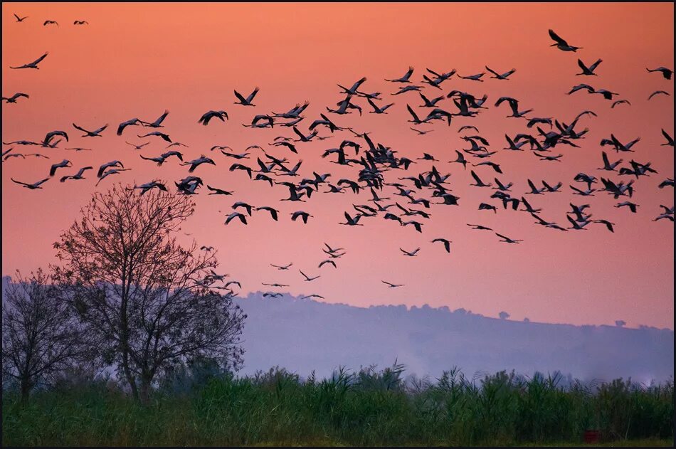 Птицы улетают на Юг. Стая птиц. Птицы улетающие вдаль. Стая перелетных птиц.